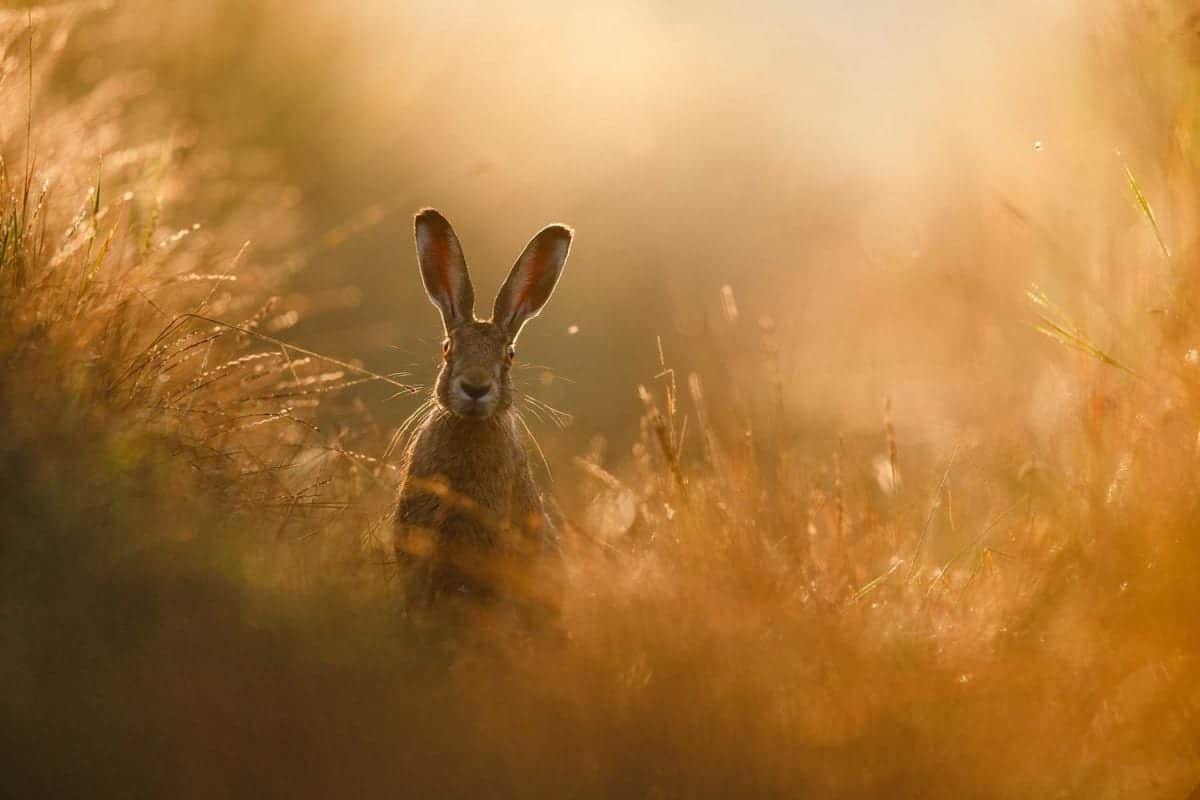 Gewinnerfoto des "Naturfoto 2020" der GDT